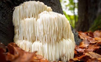 Quietum Plus Ingredients